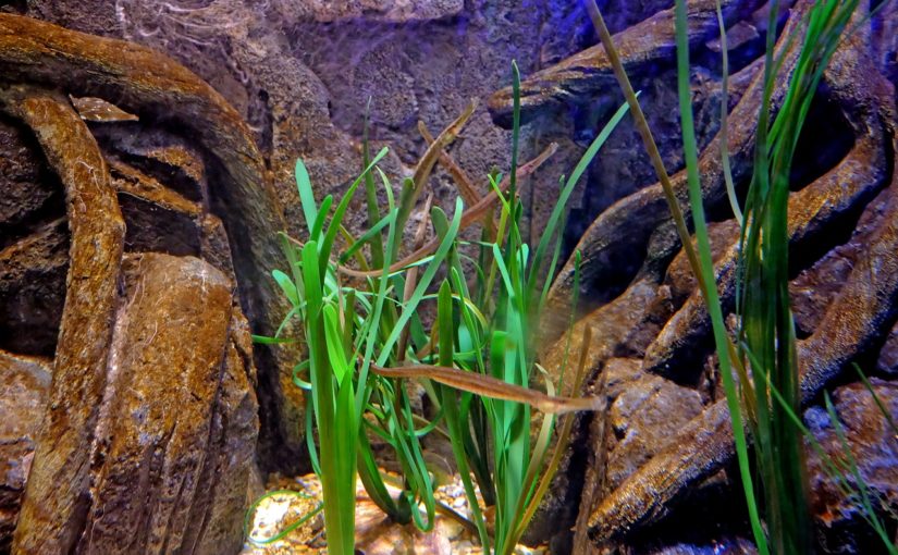 Akvárium s rostlinami a rybami